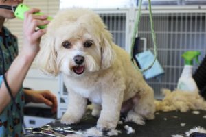 Dog Grooming Service