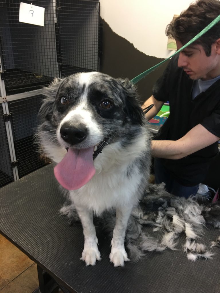 do border collies get groomed