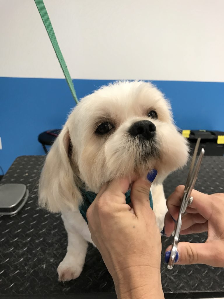 Pet Grooming Bulverde & Spring Branch, Lhasa Apso Gets Groomed!