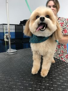 Pet Grooming Bulverde & Spring Branch, Lhasa Apso Gets Groomed!