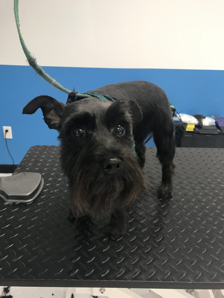 Pet Grooming Bulverde & Spring Branch, Schnauzer Gets Groomed!