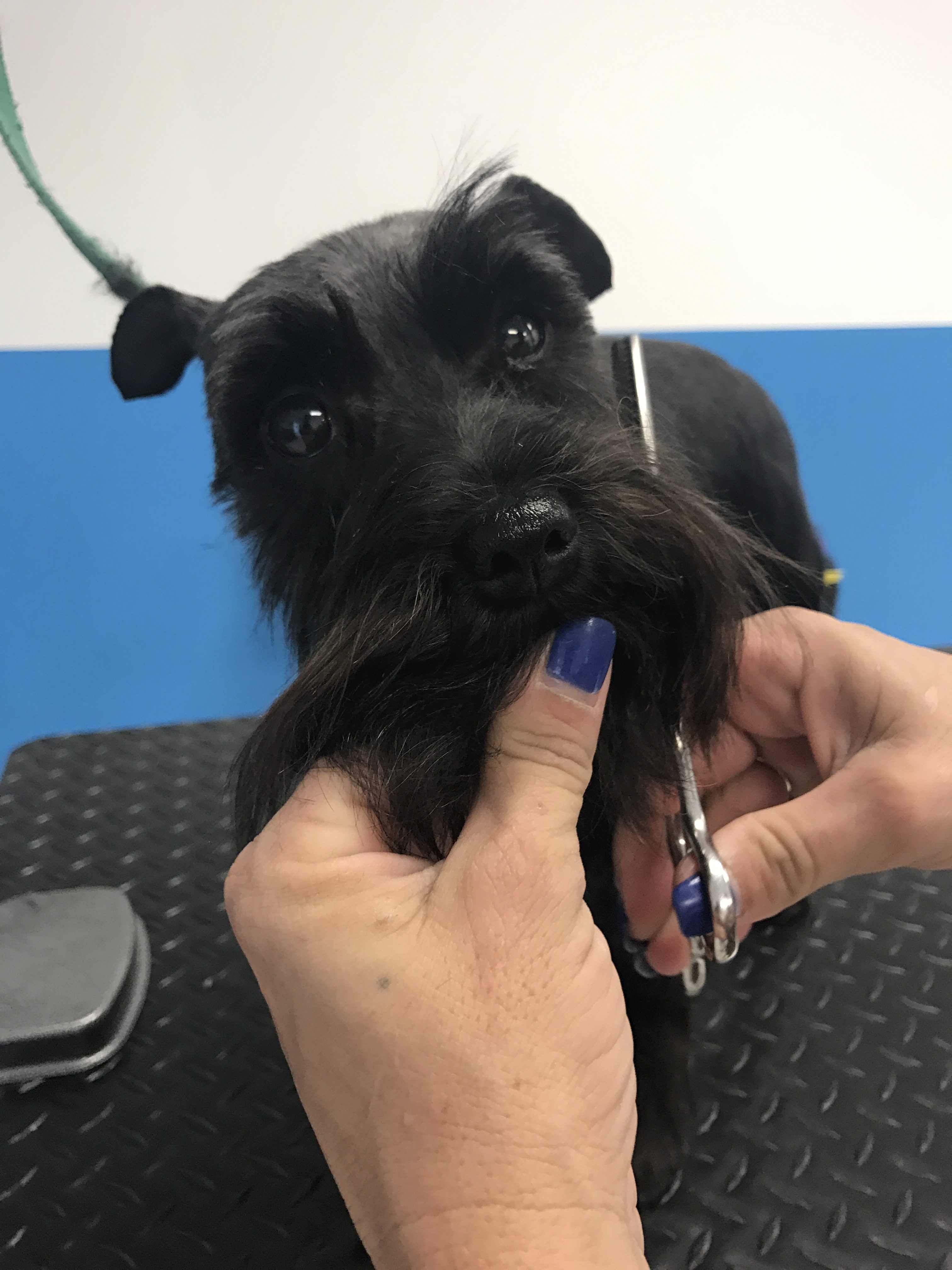 Pet Salons Bulverde Spring Branch Schnauzer Gets Groomed