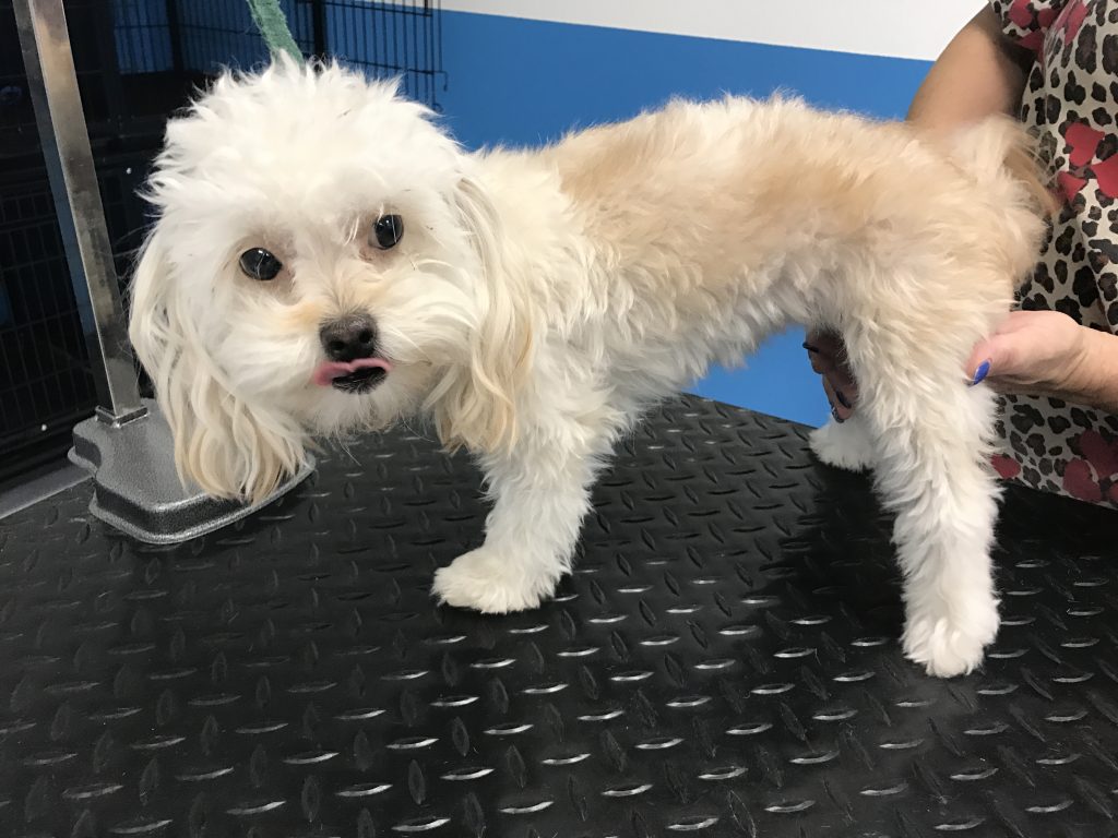 Pet Salons Bulverde & Spring Branch, Shih-Tzu Pet Grooming!