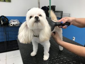 Pet Salons Bulverde & Spring Branch, Shih-Tzu Pet Grooming!