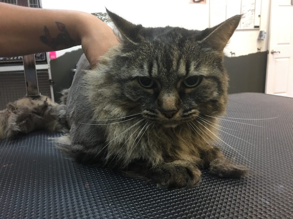 Cat Grooming in our San Antonio Pet Salon, Freddy Getting his Lion Cut